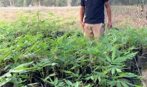 Momentum Hari Tani Nasional, Arman Naway Dorong Revolusi Pertanian Boalemo: “Petani Harus Keluar dari Pola Konvensional”